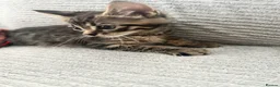 Maine Coon cats for sale: Kittens Looking for Their Forever Homes 🐾 - Advert 6