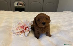 Cavapoo dogs for sale: ✨ Dark Red Cavapoo Puppies ✨** - Image 10