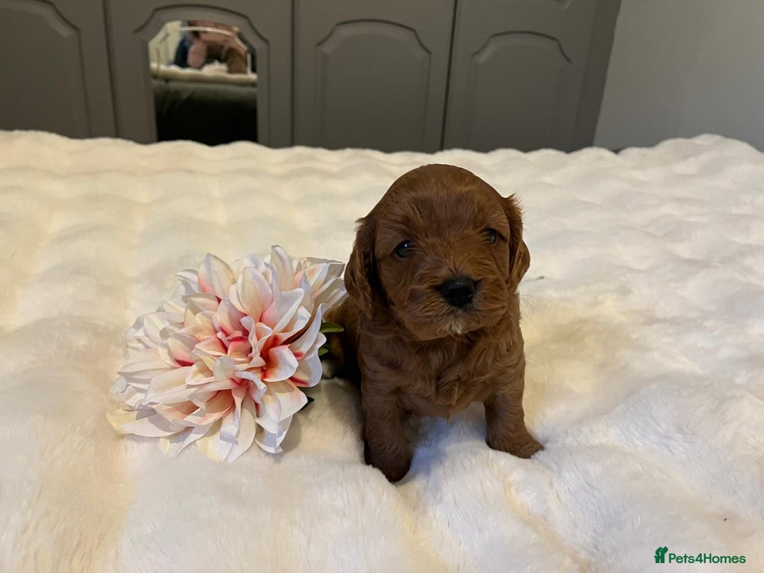 Cavapoo dogs for sale: ✨ Dark Red Cavapoo Puppies ✨** - Image 10