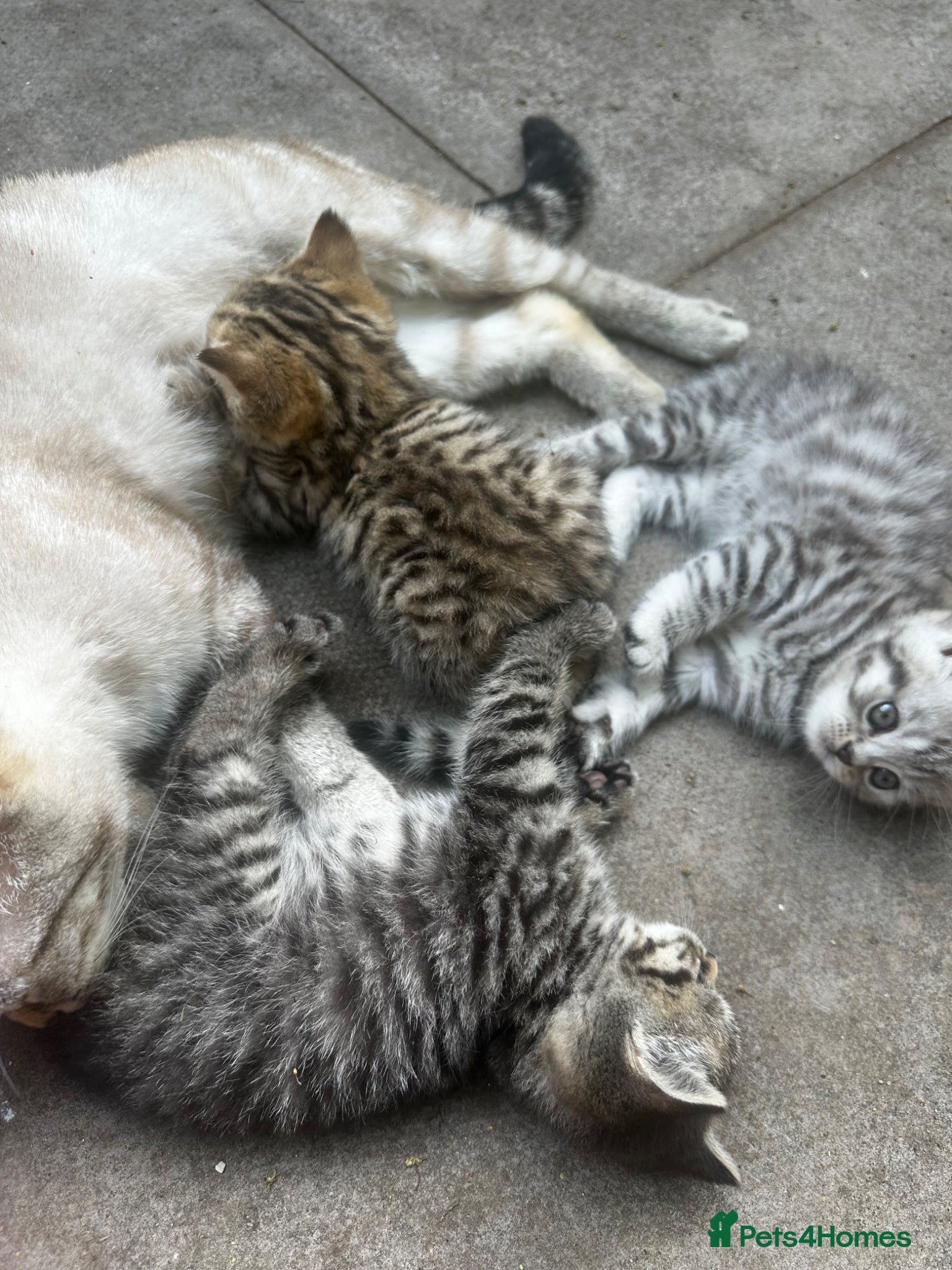 British Shorthair cats British shorthair kittens  - Advert 6
