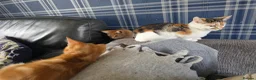 Mixed Breed cats for sale: Two beautiful ginger boys  in Elland - Advert 5