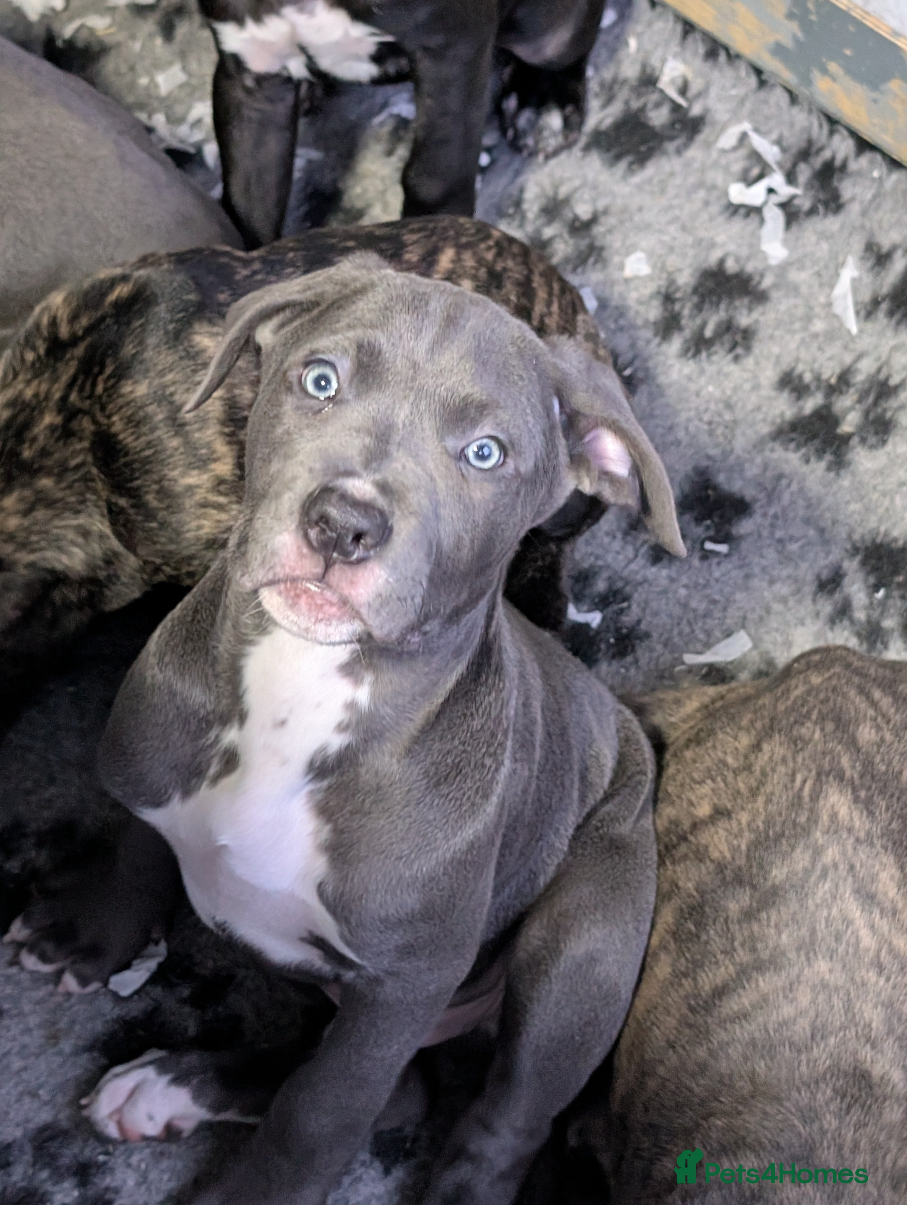 Cane Corso dogs Cane corso puppies  - Advert 6