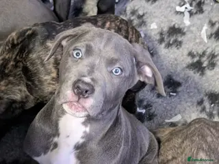 Cane Corso dogs Cane corso puppies - Advert 6