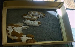 Cavalier King Charles Spaniel dogs for sale: 3 Stunning Cavalier King Charles Pups *DNA CLEAR* - Image 8