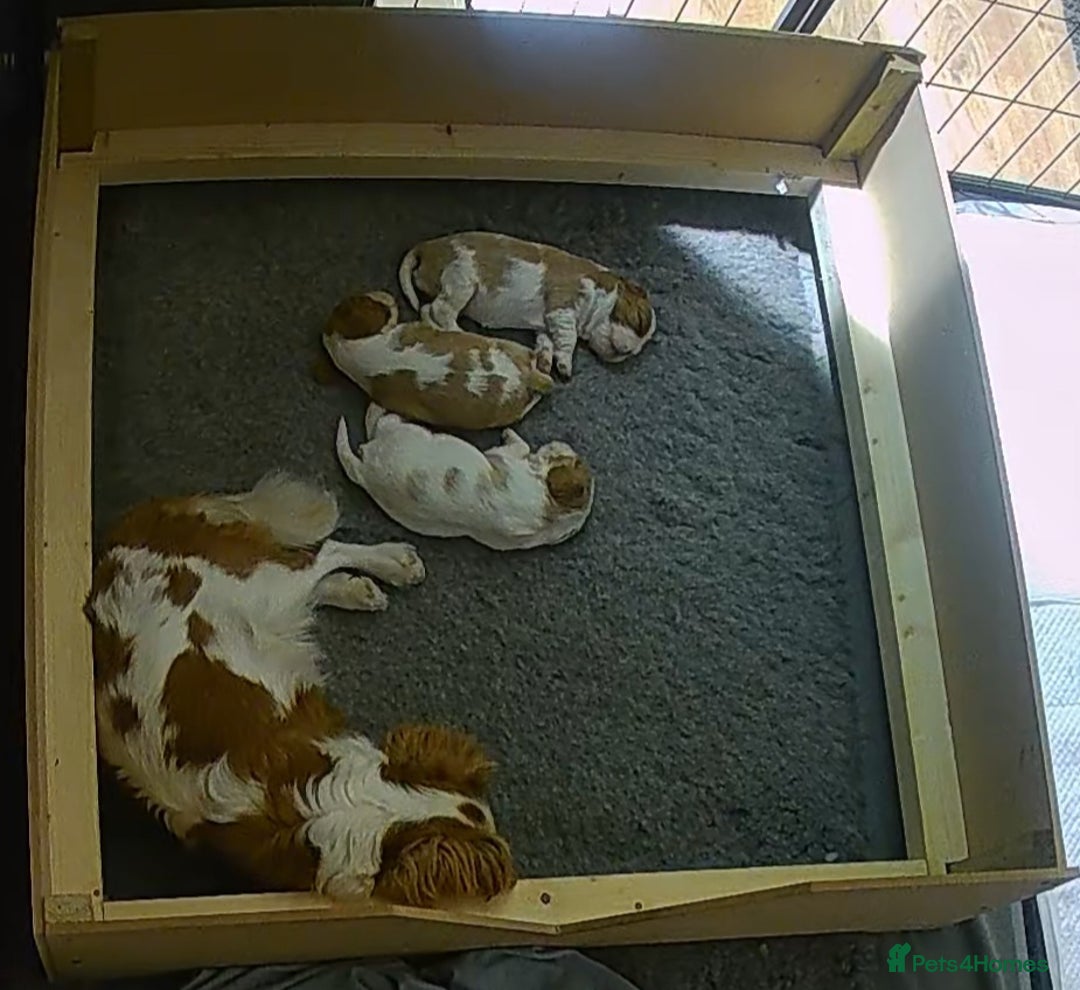 Cavalier King Charles Spaniel dogs for sale: 3 Stunning Cavalier King Charles Pups *DNA CLEAR* - Image 8