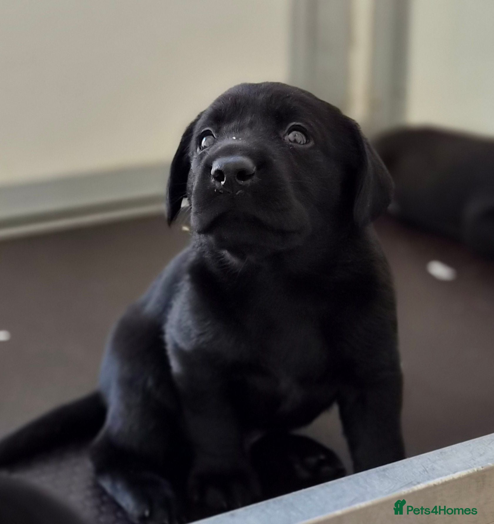 Labrador Retriever dogs Field Trial Champion Sired Labrador Puppies - Advert 2