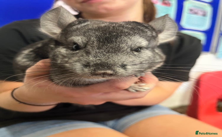 Chinchilla rodents - Advert 1