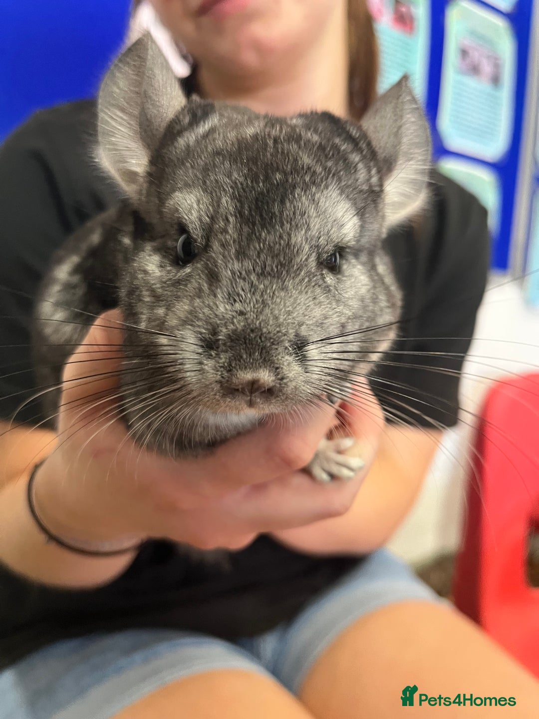 Chinchilla rodents for sale: Super friendly Chinchilla’s  - Image 1