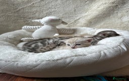 Bengal cats for sale: 💎💎💎 Luxury Bengal Kittens Available  - Image 11