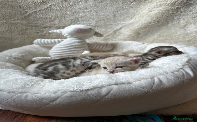 Bengal cats - Advert 11