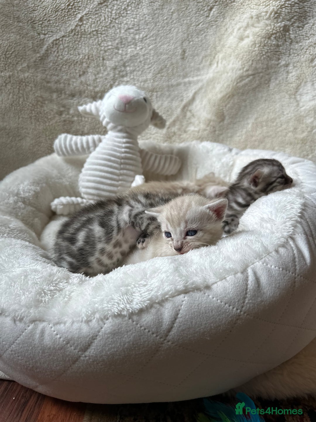 Bengal cats for sale: 💎💎💎 Luxury Bengal Kittens Available  - Image 11