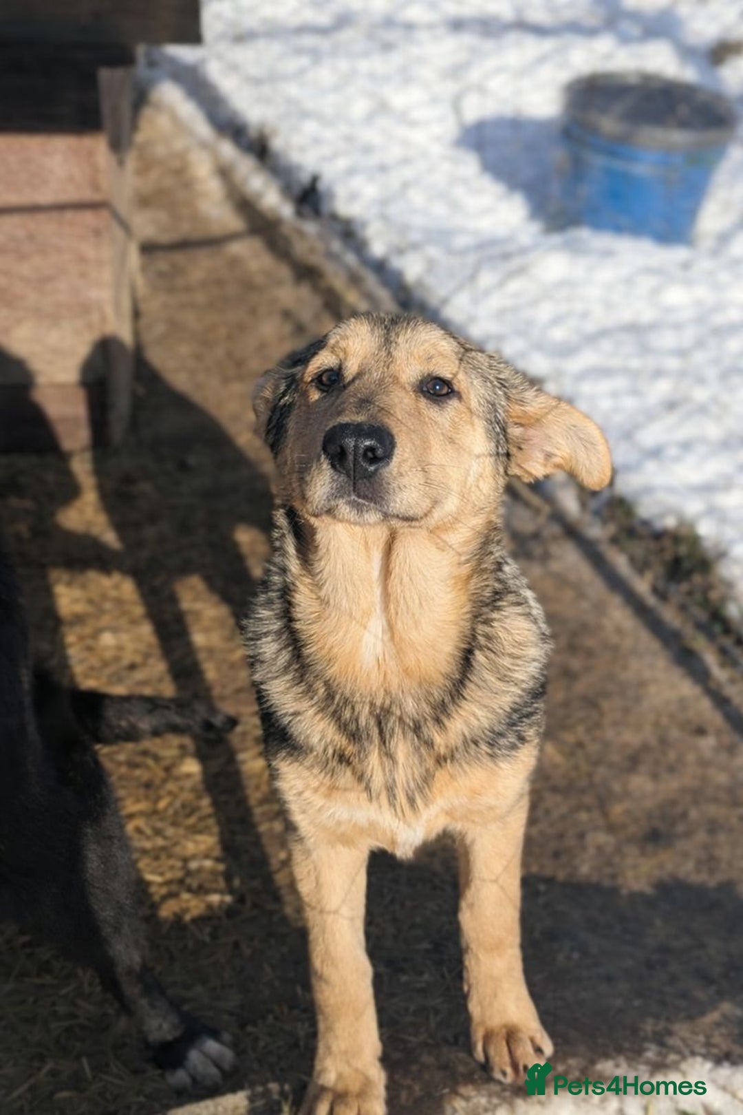 Mixed Breed dogs for adoption: Tilly 💜 - Advert 1