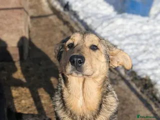 Mixed Breed dogs Tilly 💜 - Advert 8