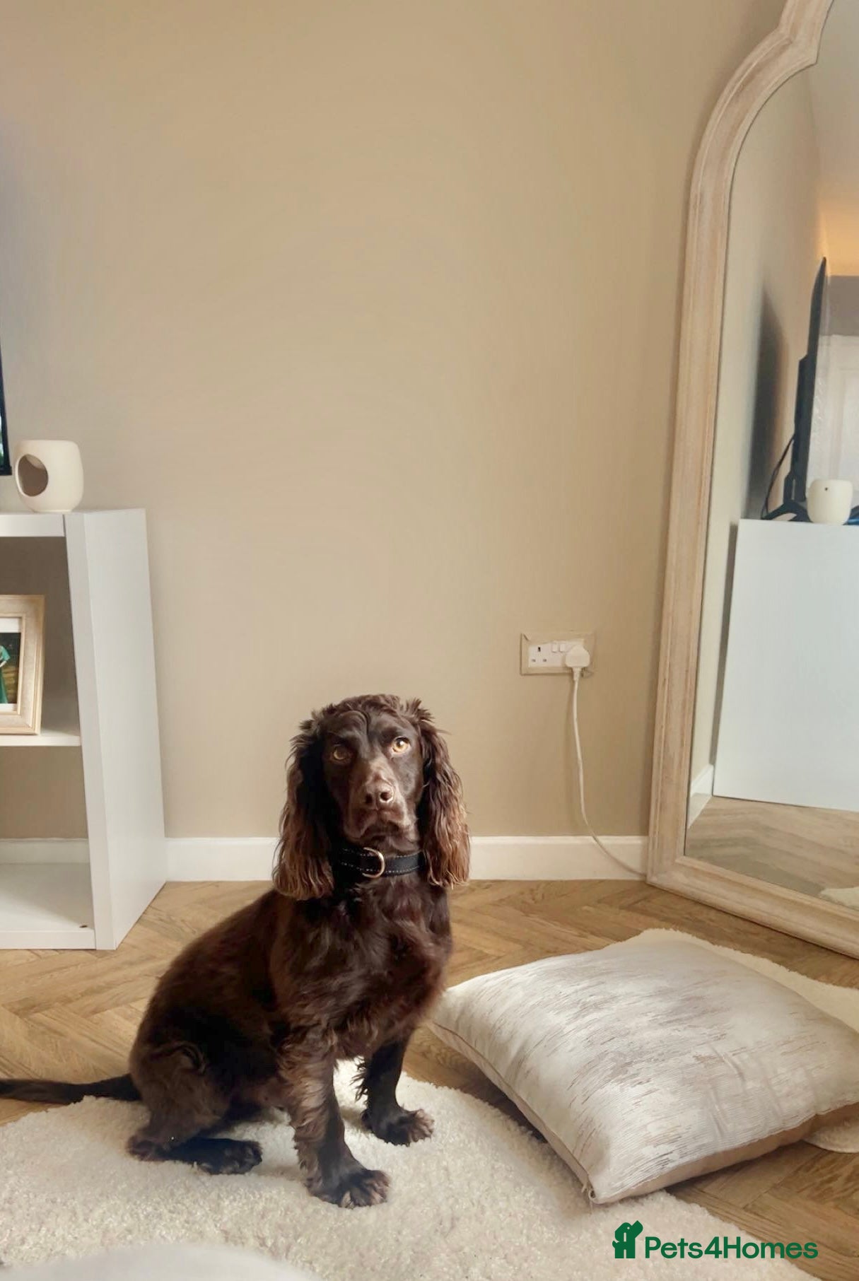 Cocker Spaniel dogs Meet zinc! - Advert 1