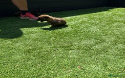 Belgian Shepherd Dog dogs for sale: Belgian Malinois puppies  - Image 15