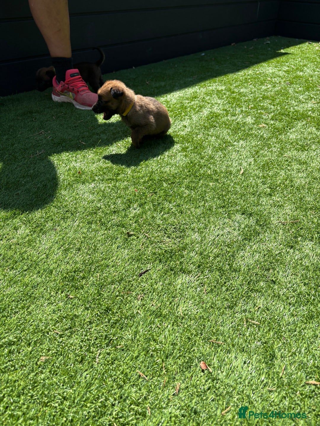 Belgian Shepherd Dog dogs for sale: Belgian Malinois puppies  - Image 15