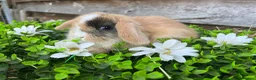 Mini Lop rabbits for sale: Gorgeous Mini lops  - Advert 4