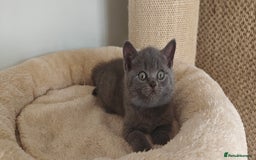 British Shorthair cats for sale: British shorthair blue/lilac kittens  - Image 11