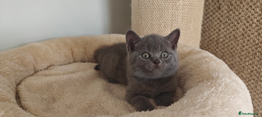 British Shorthair cats for sale: British shorthair blue/lilac kittens  - Image 11