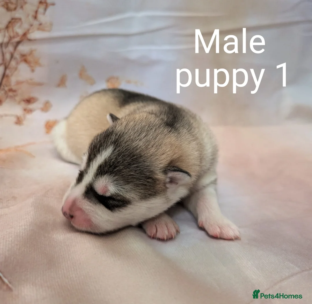 Siberian Husky dogs for sale: Beautiful Siberian husky puppies  in Blackpool - Advert 2