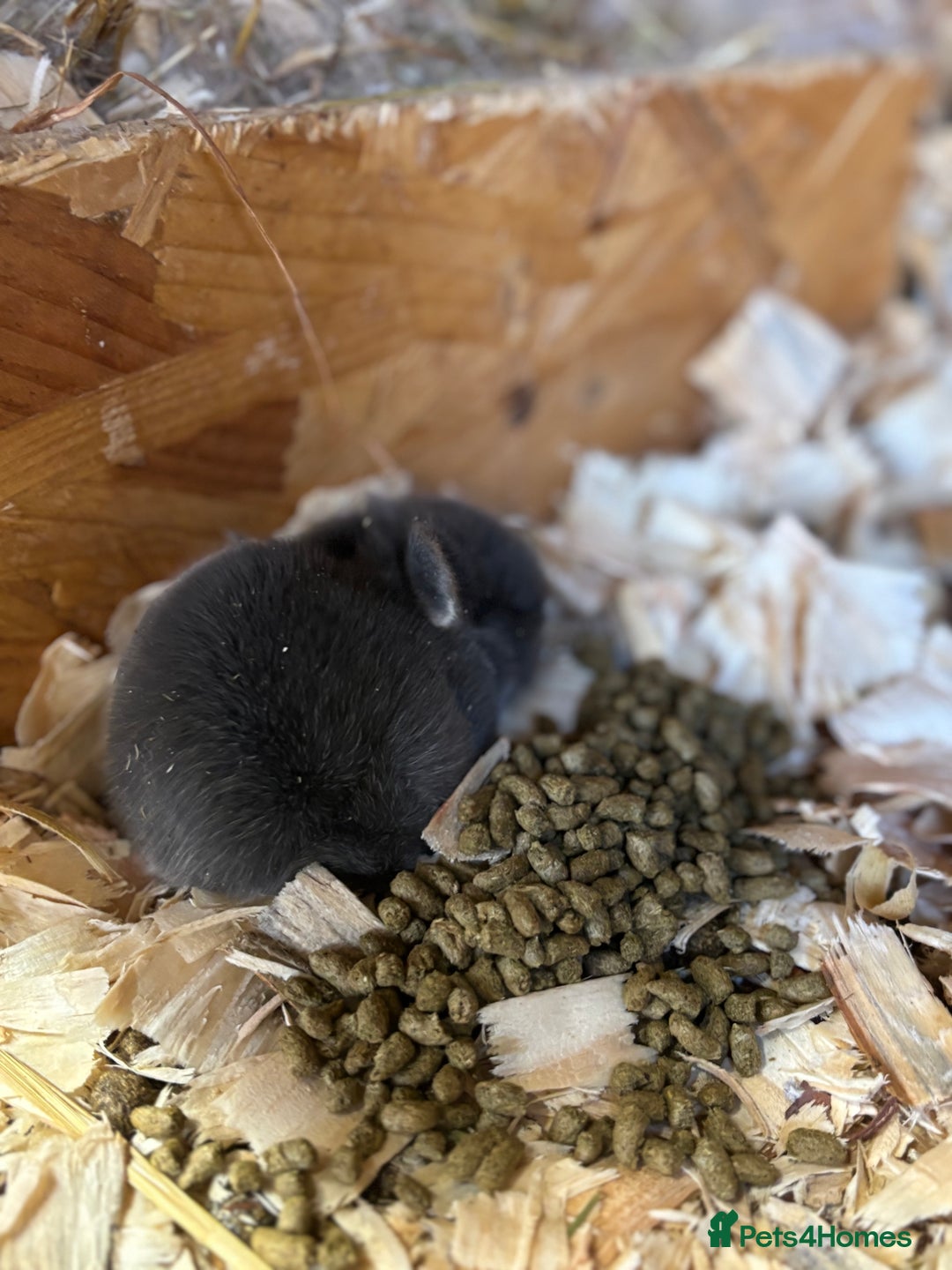 Mini Lop rabbits for sale: White & Grey Mini Lops - Advert 22