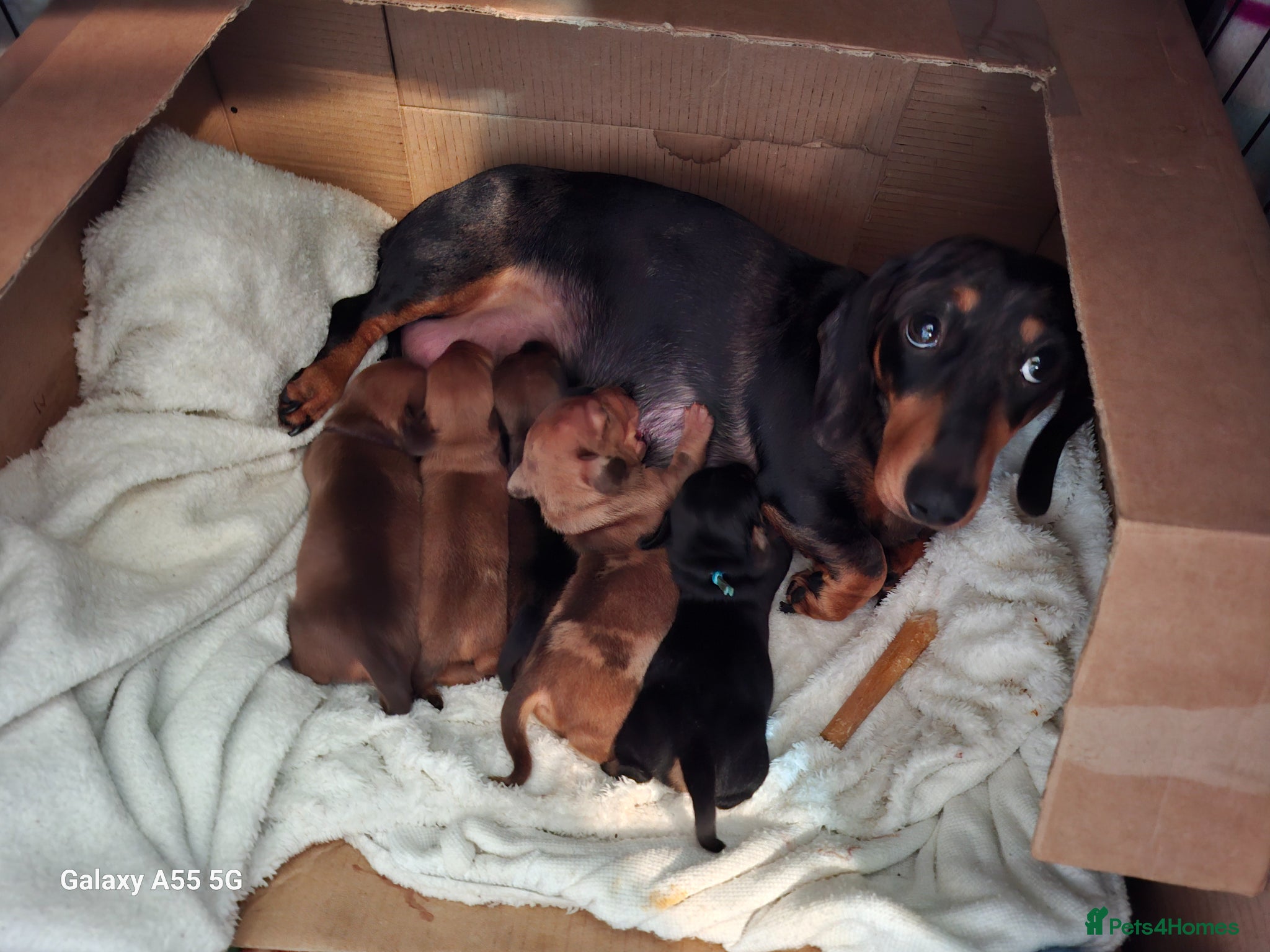 Miniature Dachshund dogs Gorgeous  dapple miniature dachshund boy  - Advert 7