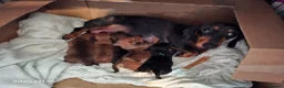 Miniature Dachshund dogs for sale: Gorgeous  dapple miniature dachshund boy  - Advert 1