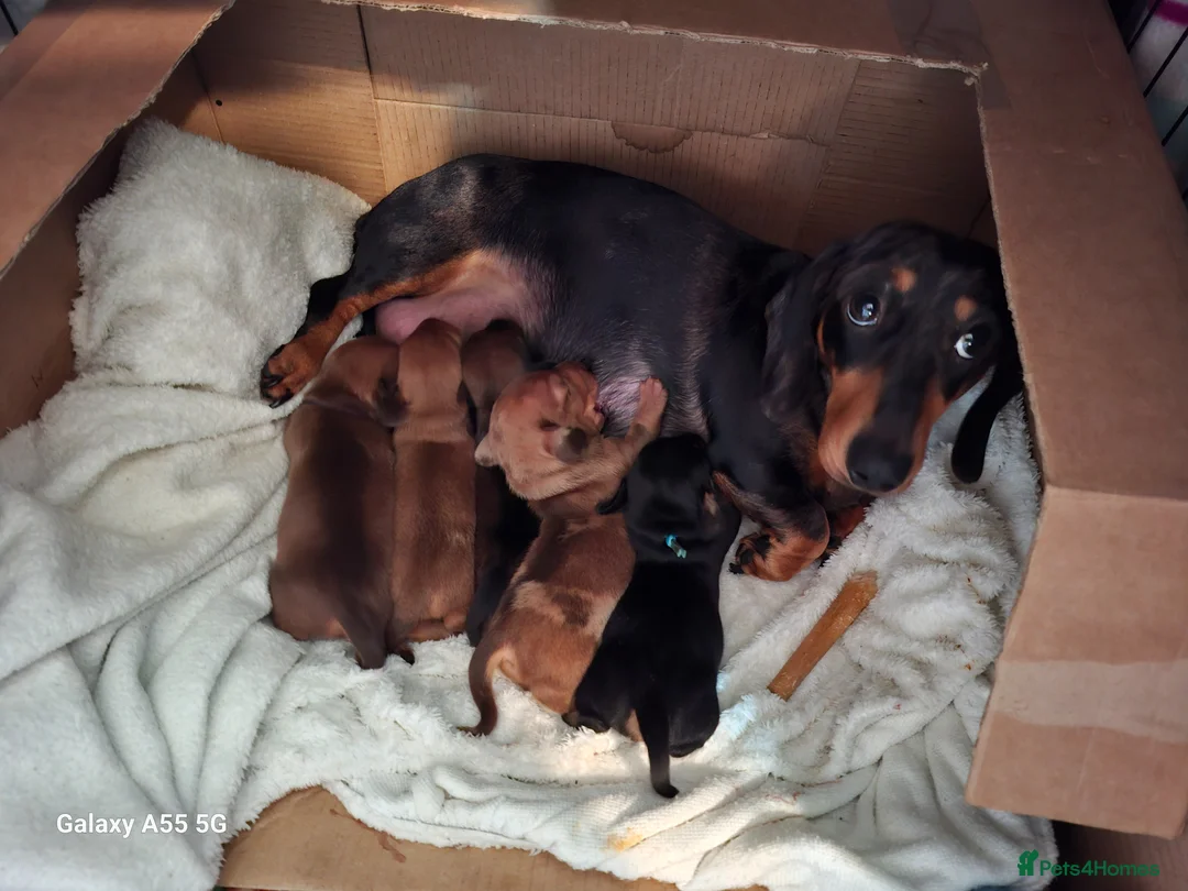 Miniature Dachshund dogs for sale: Gorgeous  dapple miniature dachshund boy  - Advert 1