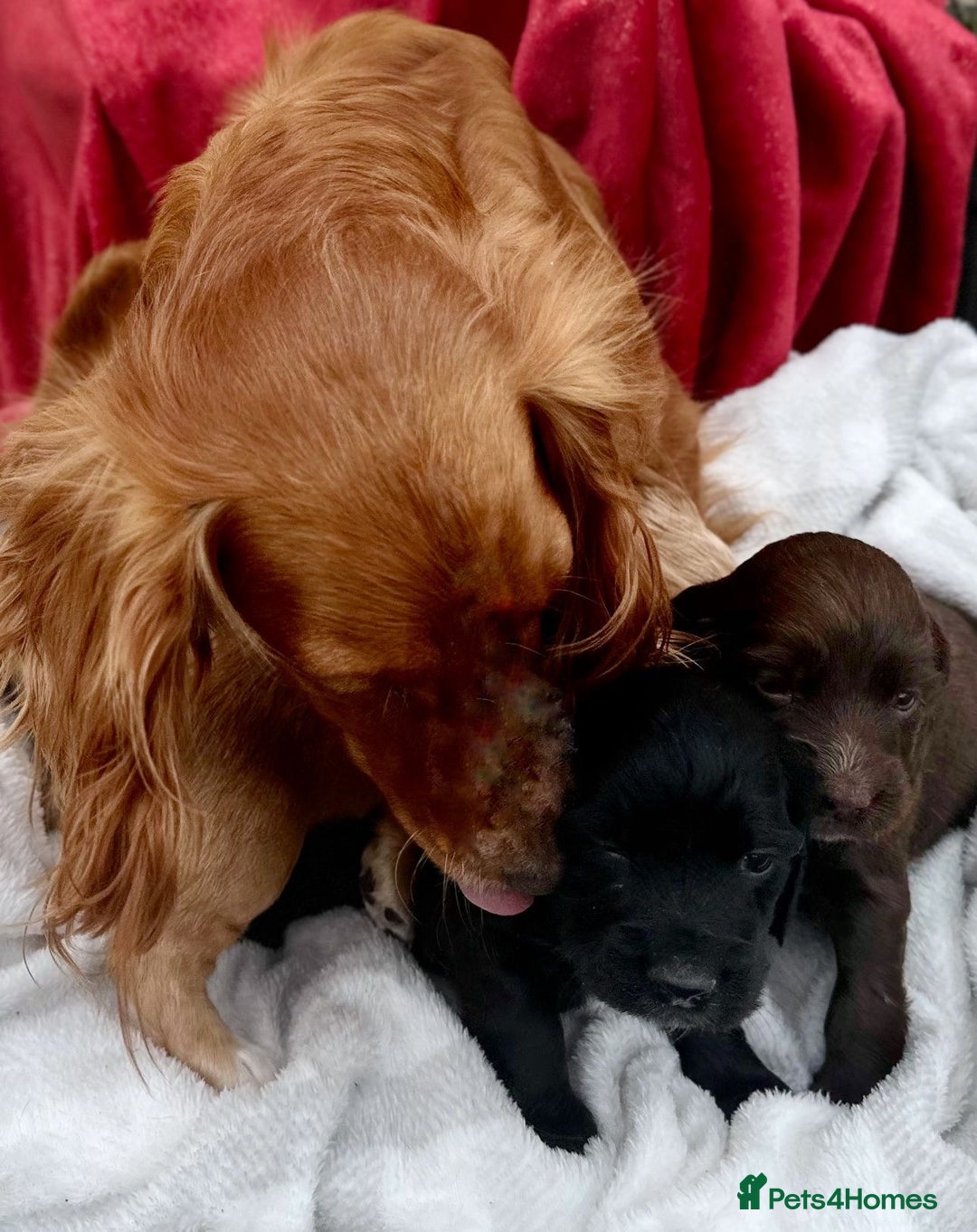 Cockapoo dogs for sale: 2 beautiful Cockapoo puppies left  - Advert 2