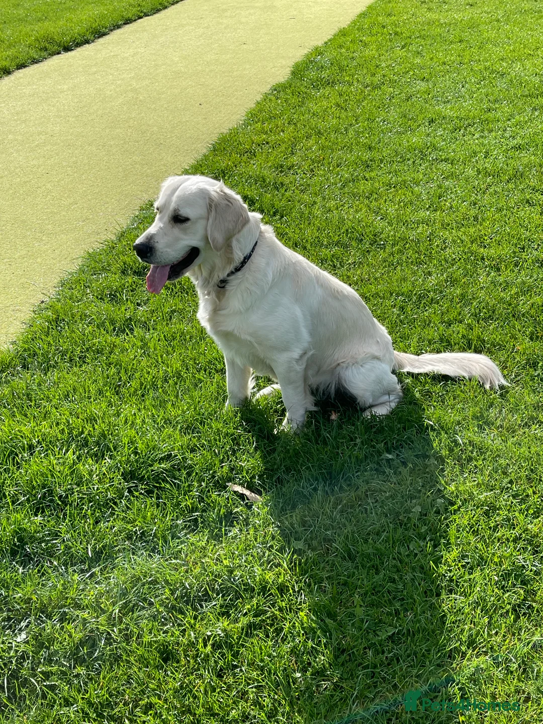 Golden Retriever dogs for sale: KC Registered golden retriever girl - Advert 9