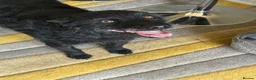 Mixed Breed dogs for adoption: Sweet ZoE NEEDS LOVE - Advert 6