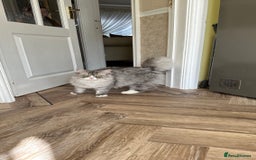 Persian cats for sale: Persian cat for sale - Image 4