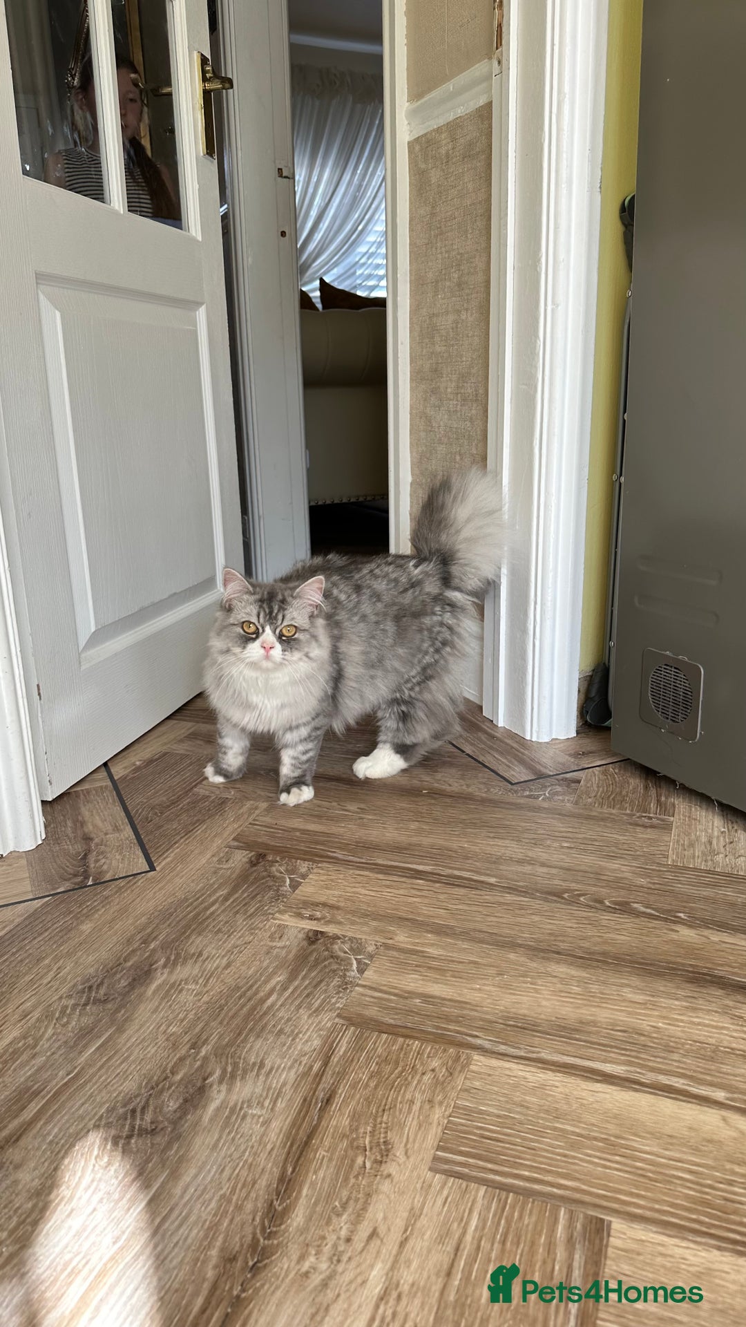Persian cats for sale: Persian cat for sale - Image 4