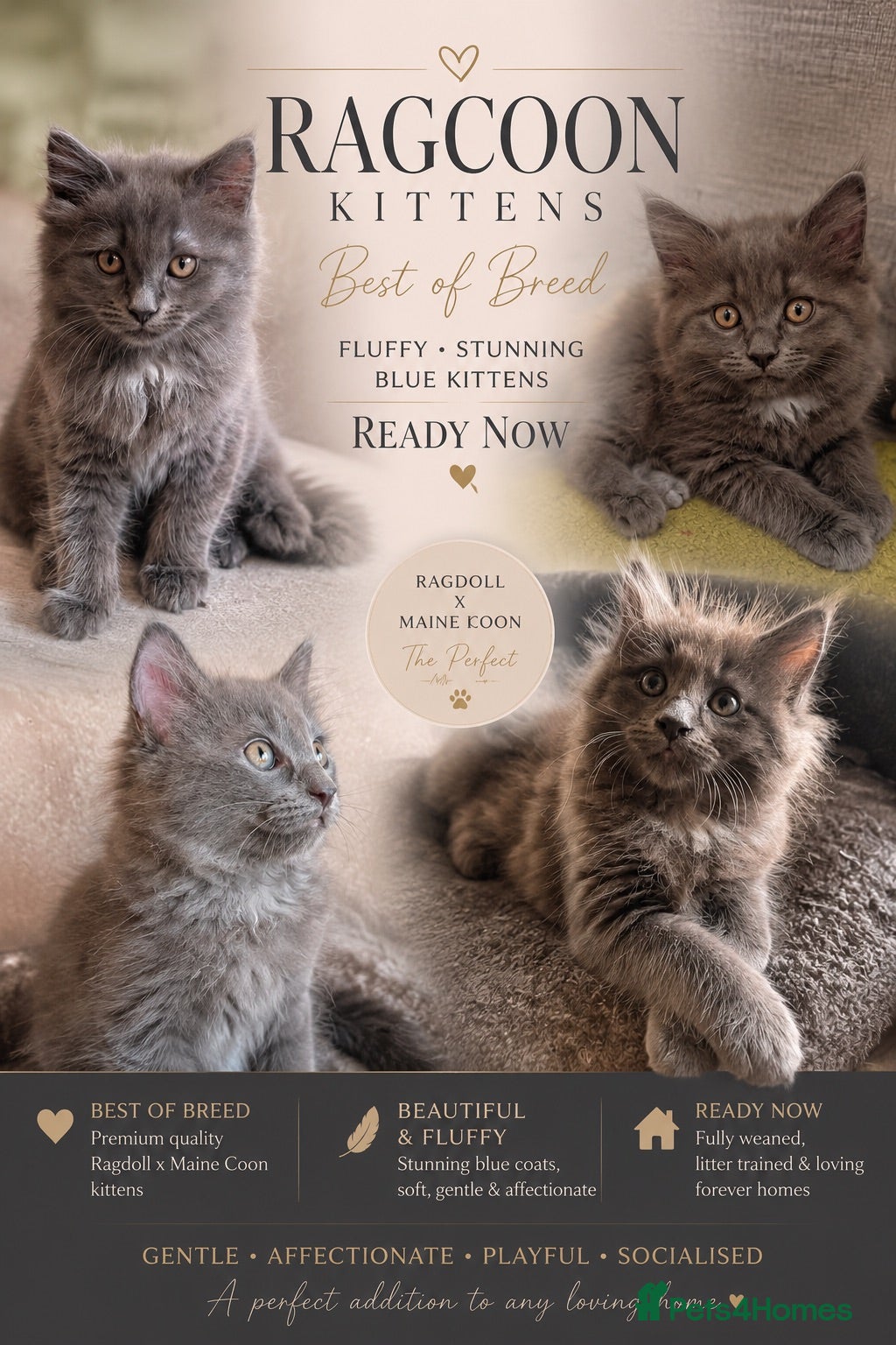 Ragcoon cats READY NOW STUNNING BLUE RAGCOON FLUFFY KITTENS  - Advert 15