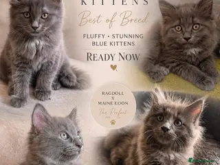 Ragcoon cats READY NOW STUNNING BLUE RAGCOON FLUFFY KITTENS - Advert 15