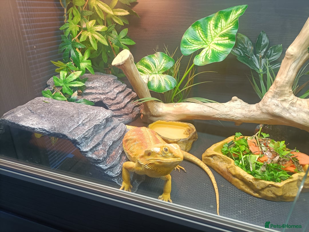 Bearded Dragon reptiles for sale: Bearded dragon  - Image 6