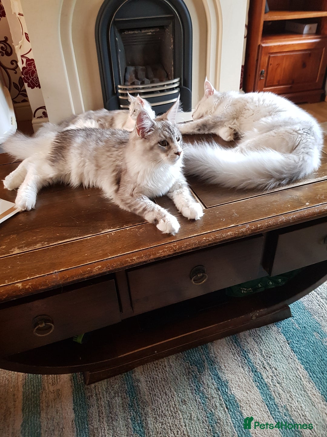 Maine Coon cats for sale: Pure bread maine coon kittens ready to go now  in Rochdale - Image 1