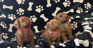 Cockapoo dogs - Advert 16