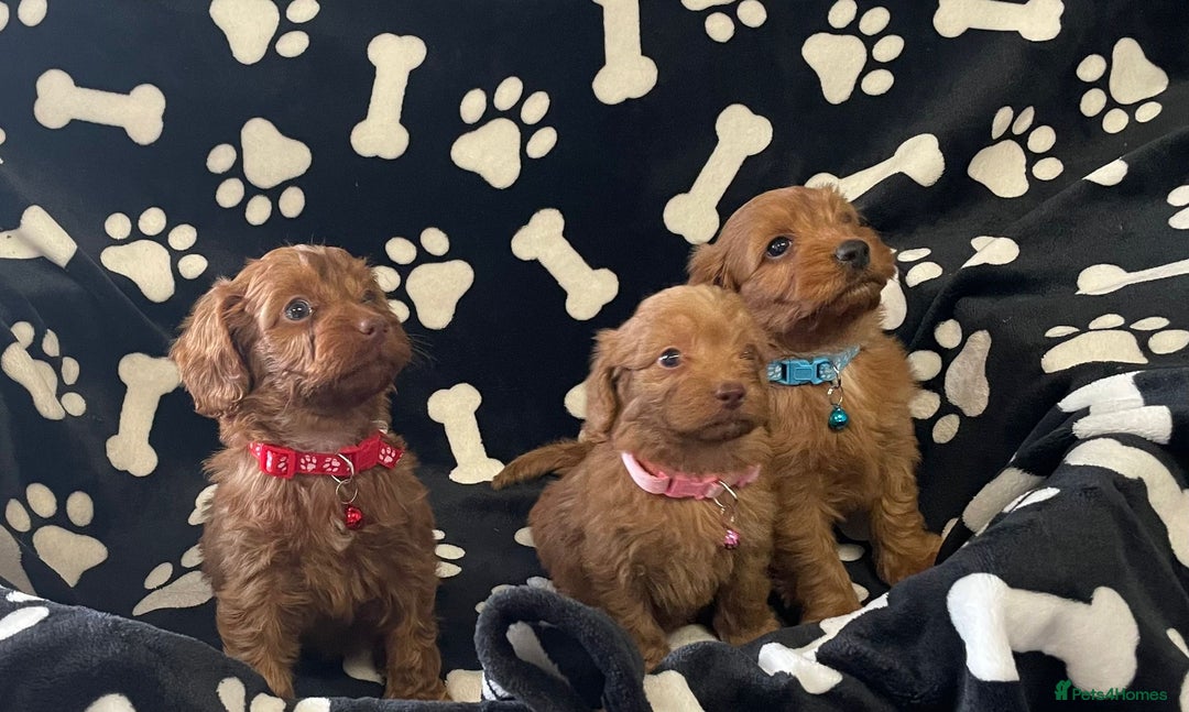 Cockapoo dogs for sale: Stunning Fox Red f1 cockapoo puppies  - Image 10