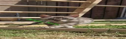 Bengal cats for sale: Snow mink bengals ready now - Advert 11