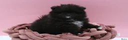 Pomeranian dogs for sale: Black Pomeranian puppy’s  - Advert 9
