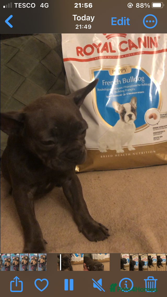 French Bulldog dogs QUALITY SOLID BLUE FRENCH BULLDOG PUPPIES  - Advert 6