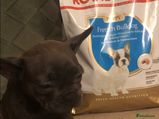 French Bulldog dogs QUALITY SOLID BLUE FRENCH BULLDOG PUPPIES - Advert 6