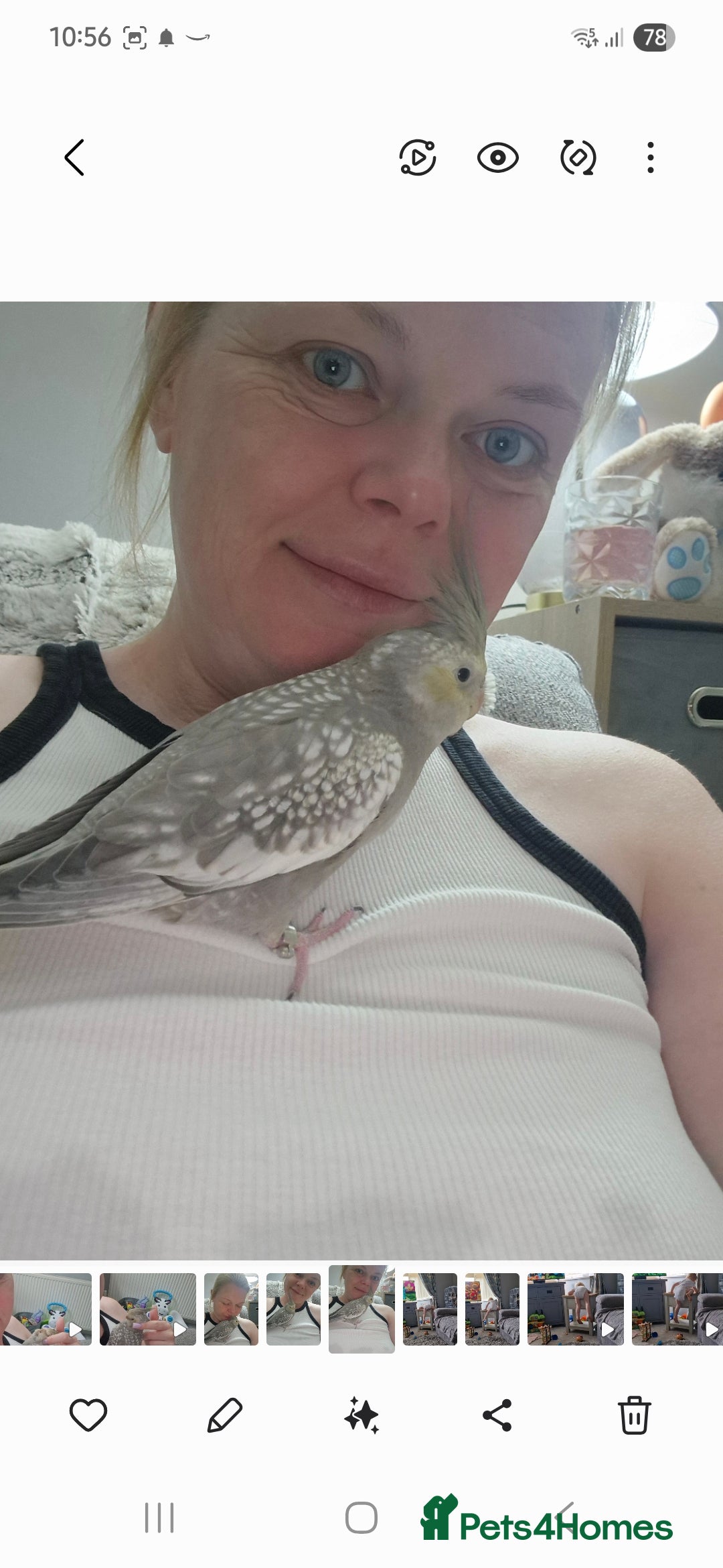 Cockatiels birds for sale: Male hand reared cockatiel - Image 2