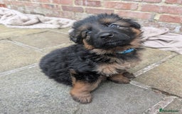 German Shepherd dogs for sale: Gorgeous and healthy German Shepherds Puppies - Image 14