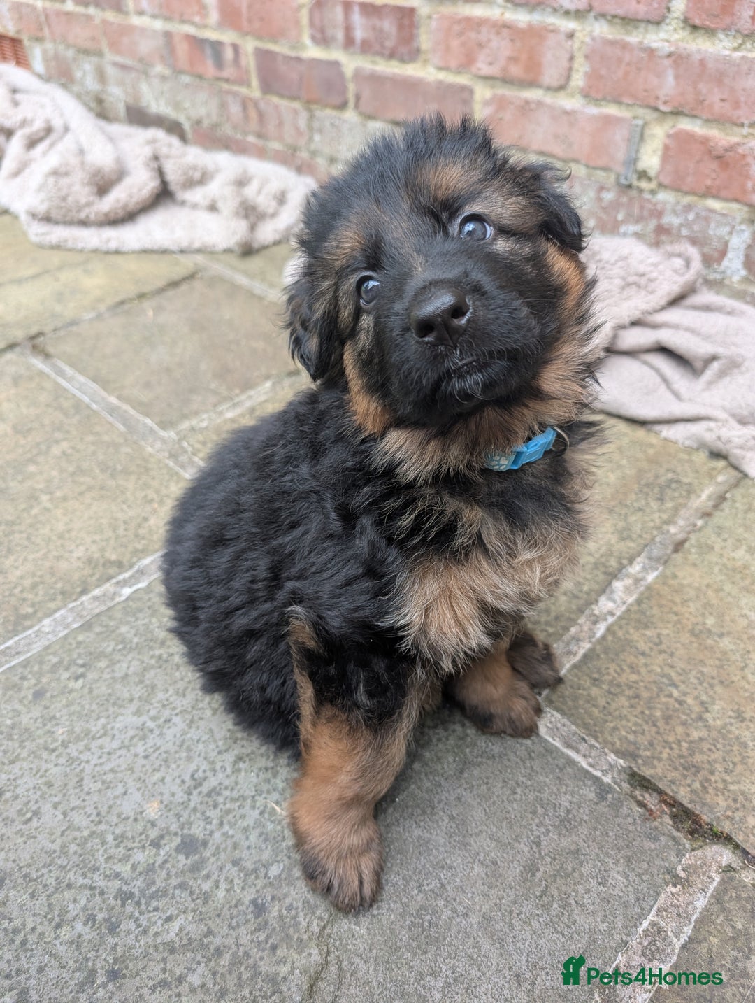 German Shepherd dogs for sale: Gorgeous and healthy German Shepherds Puppies - Image 14