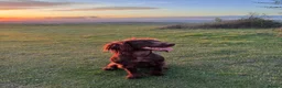 Cocker Spaniel dogs for sale: Working Cocker Spaniels from health tested parents - Advert 4