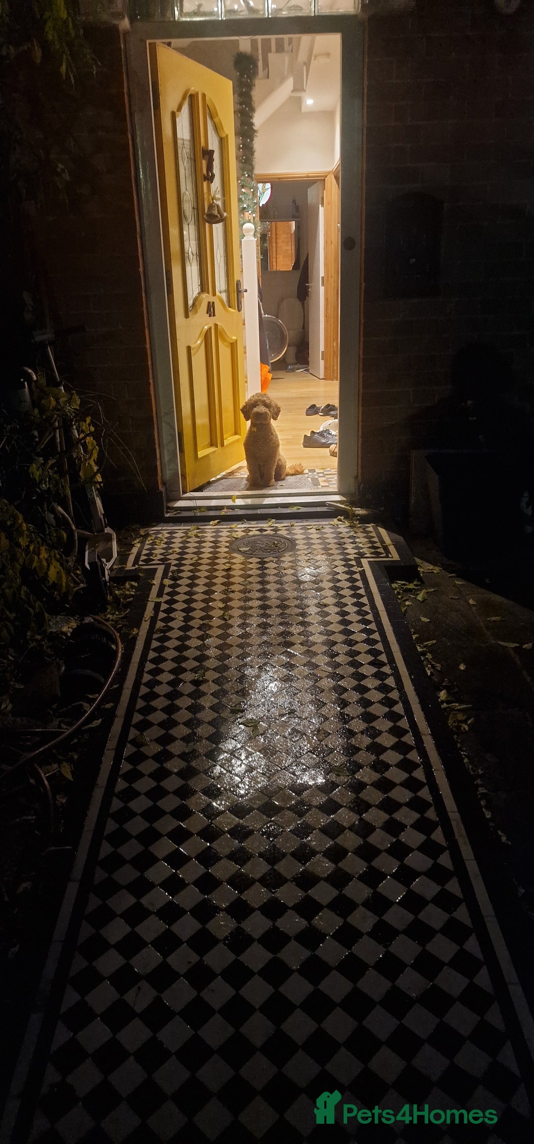 Cockapoo dogs for sale: Apricot coloured cockapoo boy - Advert 10