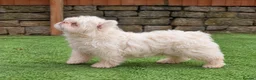 French Bulldog dogs for stud: Pink merle floodle for stud - Advert 6