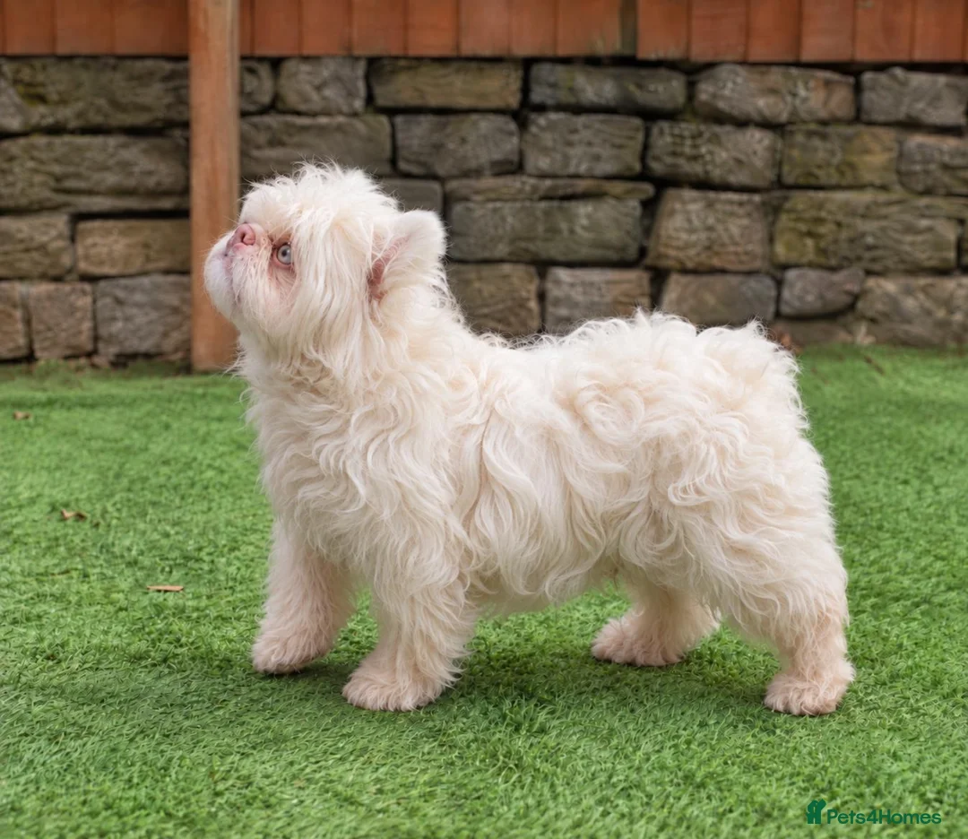 French Bulldog dogs for stud: Pink merle floodle for stud - Advert 6